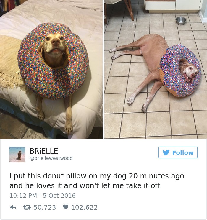 Top 20 best dog tweets "I put this donut pillow on my dog 20 mins ago and he loves it he won't let me take it off"